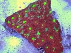 画像2: No.36 オーストラリア産　キクメイシsp　マルチカラー (2)