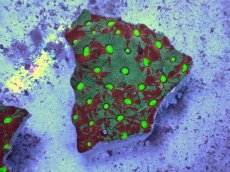 画像1: No.37 オーストラリア産　キクメイシsp　マルチカラー (1)