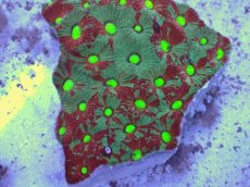 画像2: No.37 オーストラリア産　キクメイシsp　マルチカラー (2)