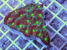 画像1: No.38 オーストラリア産　キクメイシsp　マルチカラー (1)