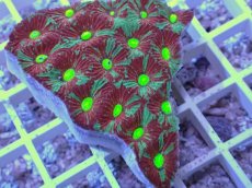 画像2: No.38 オーストラリア産　キクメイシsp　マルチカラー (2)