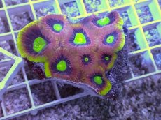 画像1: No.41 オーストラリア産　ドラゴンソウルファビア (1)