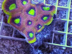 画像2: No.41 オーストラリア産　ドラゴンソウルファビア (2)