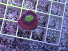 画像1: No.42 オーストラリア産　ドラゴンソウルファビア (1)