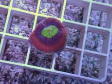 画像2: No.42 オーストラリア産　ドラゴンソウルファビア (2)