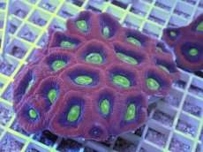 画像1: No.44 オーストラリア産　ドラゴンソウルファビア (1)