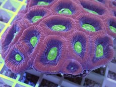 画像2: No.44 オーストラリア産　ドラゴンソウルファビア (2)