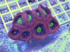 画像1: No.45 オーストラリア産　ドラゴンソウルファビア (1)