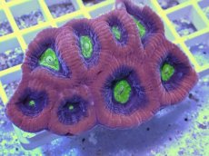 画像2: No.45 オーストラリア産　ドラゴンソウルファビア (2)