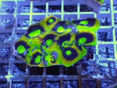 画像1: No.47 オーストラリア産　キクメイシsp　マルチカラー (1)