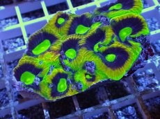 画像2: No.47 オーストラリア産　キクメイシsp　マルチカラー (2)