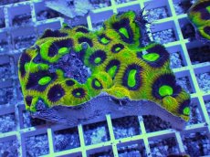 画像1: No.48 オーストラリア産　キクメイシsp　マルチカラー (1)