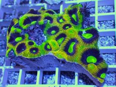 画像2: No.48 オーストラリア産　キクメイシsp　マルチカラー (2)