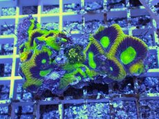 画像1: No.49 オーストラリア産　キクメイシsp　マルチカラー (1)