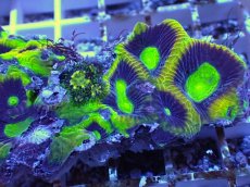 画像2: No.49 オーストラリア産　キクメイシsp　マルチカラー (2)