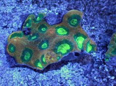 画像1: No.51 オーストラリア産　キクメイシsp　マルチカラー (1)