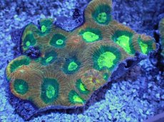 画像2: No.51 オーストラリア産　キクメイシsp　マルチカラー (2)