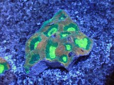 画像1: No.52 オーストラリア産　キクメイシsp　マルチカラー (1)