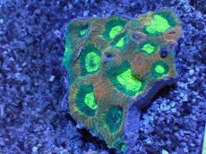 画像2: No.52 オーストラリア産　キクメイシsp　マルチカラー (2)