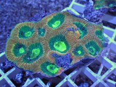 画像1: No.53 オーストラリア産　キクメイシsp　マルチカラー (1)