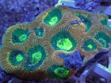 画像2: No.53 オーストラリア産　キクメイシsp　マルチカラー (2)