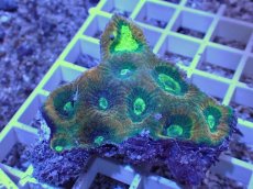 画像1: No.54 オーストラリア産　キクメイシsp　マルチカラー (1)