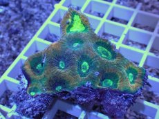 画像2: No.54 オーストラリア産　キクメイシsp　マルチカラー (2)