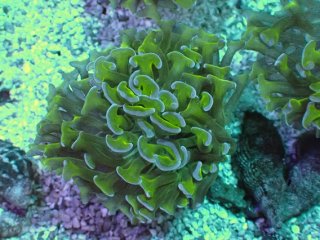 超特大珊瑚礁、直径66センチ、ナガレハナサンゴ、飾りサンゴ、海水魚、白化珊瑚 超特大珊瑚礁、直径66センチ、ナガレハナサンゴ、飾りサンゴ、海水魚