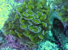 画像2: No.2 オーストラリア産 ナガレハナサンゴ　茎グリーン　カット個体 (2)