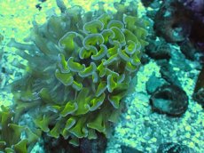 画像2: No.4 オーストラリア産 ナガレハナサンゴ　茎グリーン　カット個体 (2)