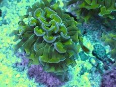 画像2: No.5 オーストラリア産 ナガレハナサンゴ　茎グリーン　カット個体 (2)