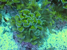 画像1: No.6 オーストラリア産 ナガレハナサンゴ　茎グリーン　カット個体 (1)