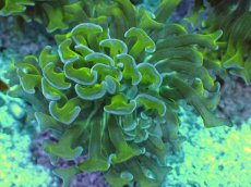 画像2: No.6 オーストラリア産 ナガレハナサンゴ　茎グリーン　カット個体 (2)