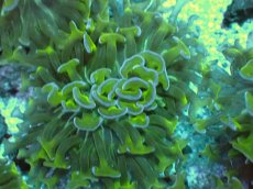 画像1: No.7 オーストラリア産 ナガレハナサンゴ　茎グリーン　カット個体 (1)