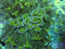 画像2: No.7 オーストラリア産 ナガレハナサンゴ　茎グリーン　カット個体 (2)