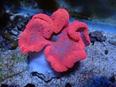 画像1: No.1 激レアサイズ イボハタゴイソギンチャク　スーパーレッド　　【珍しい、レアな個体♪】 (1)