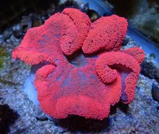 画像2: No.1 激レアサイズ イボハタゴイソギンチャク　スーパーレッド　　【珍しい、レアな個体♪】 (2)