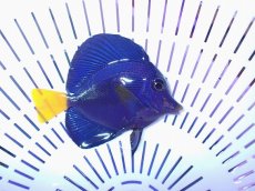 画像2: No.1 パープルタン (2)