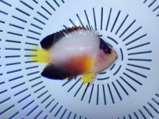 画像1: No.2 マルチカラーエンゼルフィッシュ (1)