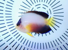 画像2: No.2 マルチカラーエンゼルフィッシュ (2)