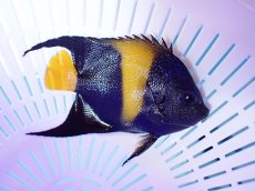 画像1: No.3 アズファーエンゼル (1)