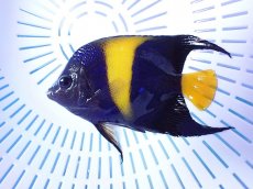 画像2: No.3 アズファーエンゼル (2)