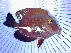 画像2: No.4 インド洋産コーレタン (2)