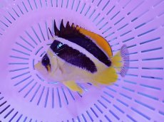 画像1: No.5 インディアンバタフライ (1)