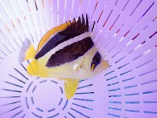 画像2: No.5 インディアンバタフライ (2)