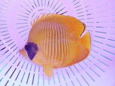 画像1: No.6 ゴールデンバタフライ　10〜11cm前後 (1)