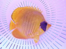 画像2: No.6 ゴールデンバタフライ　10〜11cm前後 (2)