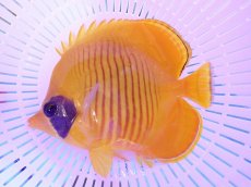画像1: No.7 ゴールデンバタフライ　12.5cm前後 (1)