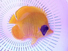 画像2: No.7 ゴールデンバタフライ　12.5cm前後 (2)