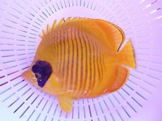 画像1: No.8 ゴールデンバタフライ　14.5cm前後　　【迫力ある大きめサイズ！】 (1)